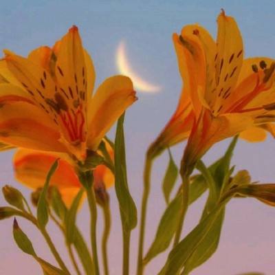 白宫驳斥特朗普发帖前15分钟石油市场内幕交易指控